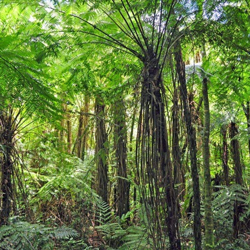 Los sonidos y movimientos marcan el ritmo de este tesoro natural: Reserva de Biosfera Yabotí.