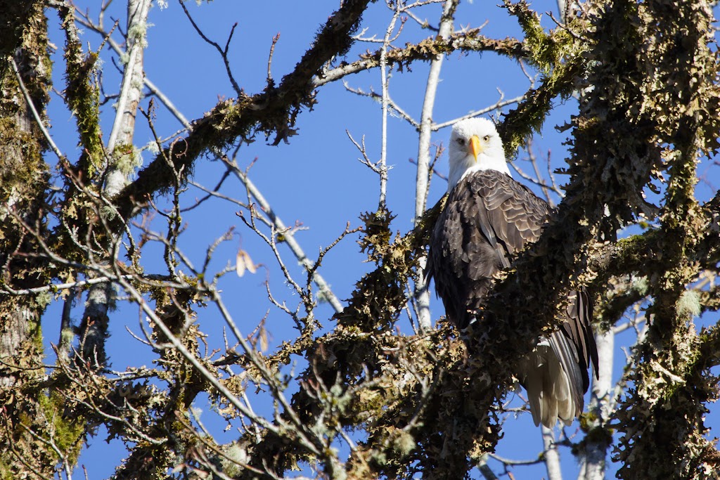 2016_01_01-skagit-7598.jpg