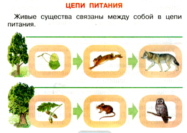 Найдите ошибки в тексте пищевые цепи. Модель цепи питания животных 3 класс окружающий мир. Цепочка питания животных 3 класс. Модель цепи питания 3 класс окружающий мир. Изготовьте модель цепи питания 3 класс окружающий мир.