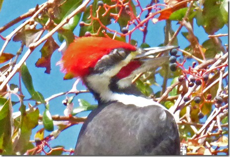 Pileated Woodpecker, Holiday Florida