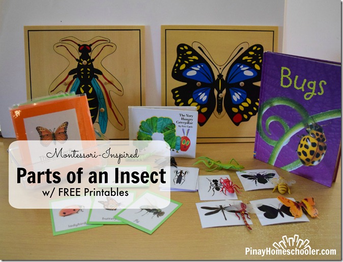 Montessori-Inspired Parts of an Insect