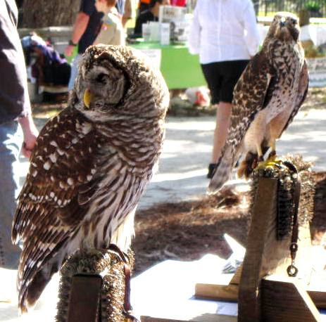  Orlando Wetlands Festival 