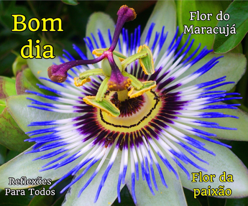REFLEXÕES PARA TODOS: Bom dia! Poema: Flor do Maracujá, com vídeo