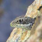 Amazon lava lizard