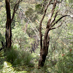 Wondabyne Quarry (19536)