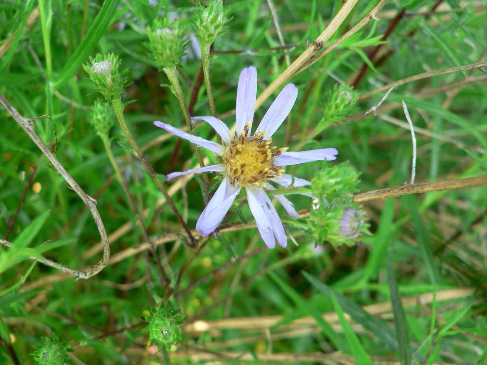 of purple, summer blooms