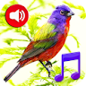 Birds Sounds Tones & Wallpaper icon