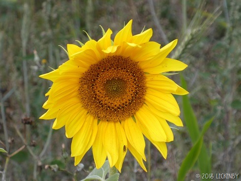[P1380934sm%5B9%5D]