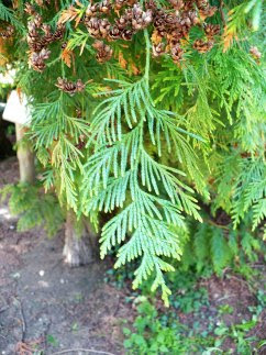 Żywotnik olbrzymi Thuja plicata