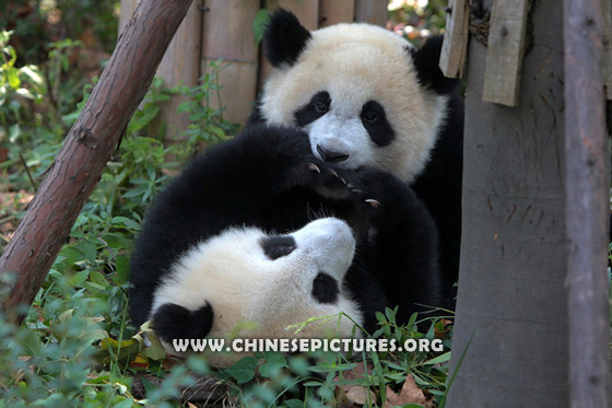 Playing Chinese Panda Photo 1