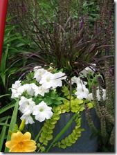 Purple fountain grass, petunia, creeping jenny