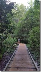 Boardwalk to Old Methuselah