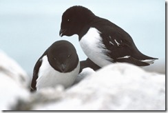 bayoffundy.ca-SEABIRDS 40 Good reasons to protect the Bay of Fundy.pdf - Adobe Acrobat Professio