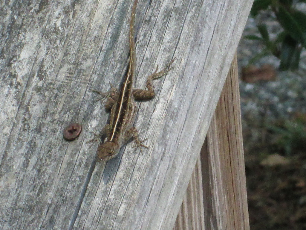 Brown Anole