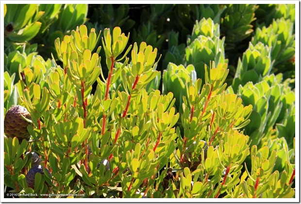 160813_UCSC_Arboretum_077_Leucadendron-muirii