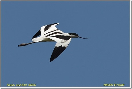 Slimbridge WWT - May