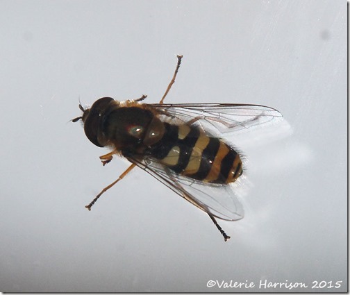 hoverfly-2