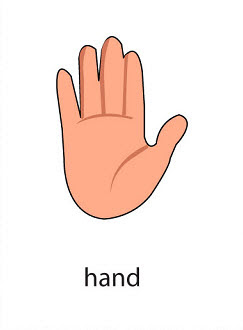 Body Part– Flashcard - Dictionary for Kids