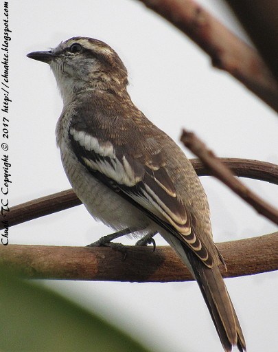 Female Pied Triller (Again) - On A Mango Tree This Time