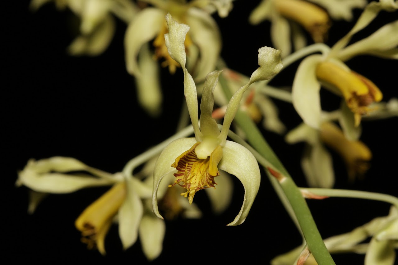 Dendrobium venustum IMG_8227_v1