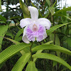 Rose Colored Sobralia