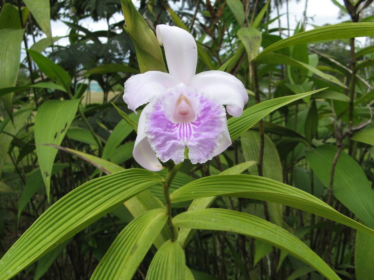 Rose Colored Sobralia