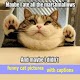 Download funny cat pictures with captions For PC Windows and Mac 4.0.0