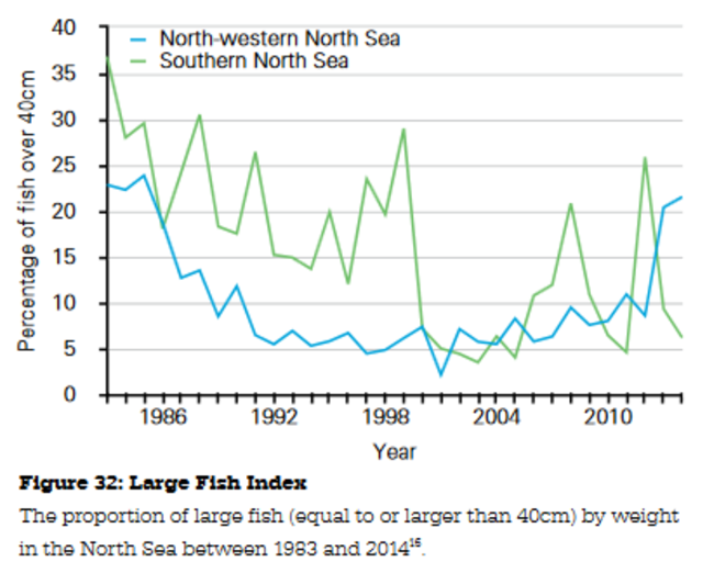 Large Fish Index: The proportion of large fish (equal to or larger than 40cm) by weight in the North Sea between 1983 and 2014. Graphic: RSPB