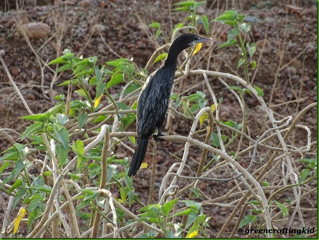 Cormorant