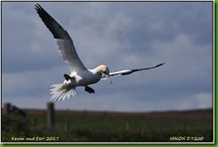 Bempton Cliffs - April