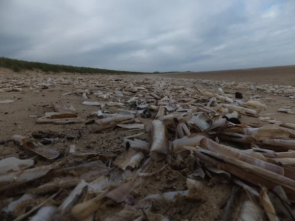 thousands upon thousands of razor shells which can be found on the high tide mark along the beach at Holkham