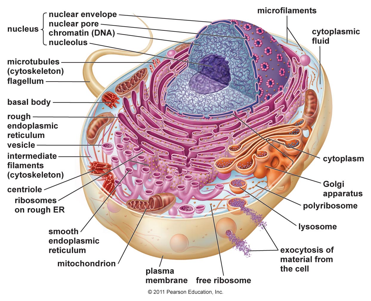 Steam cell bio фото 74