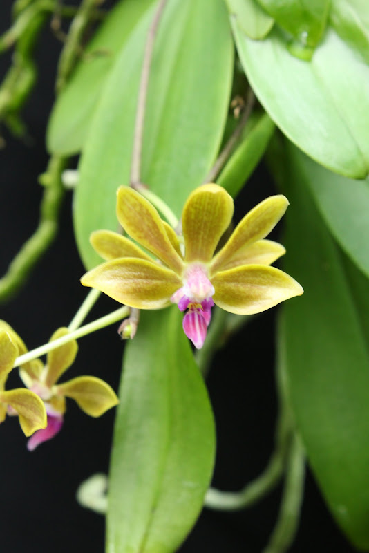 Phalaenopsis Stromini (stobartiana x finleyi) IMG_6737