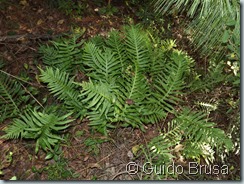 Polypodium cambricum