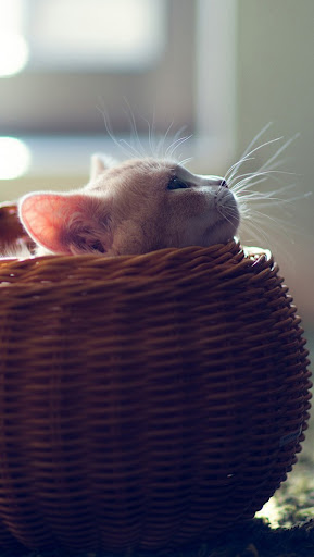 cat-in-basket-iphone-5-wallpaper