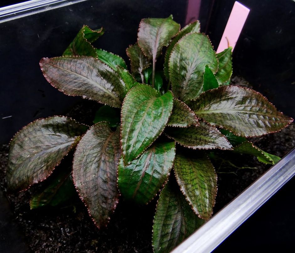 Криптокорина Богнера (Cryptocoryne bogneri)