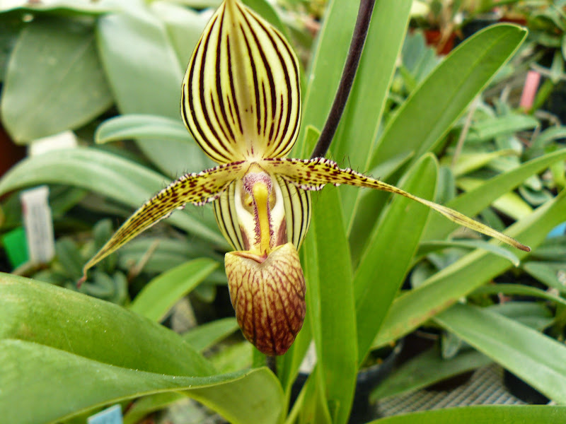 Paphiopedilum rothschildianum P1050281