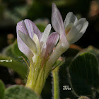 Trifolium subterraneum L.