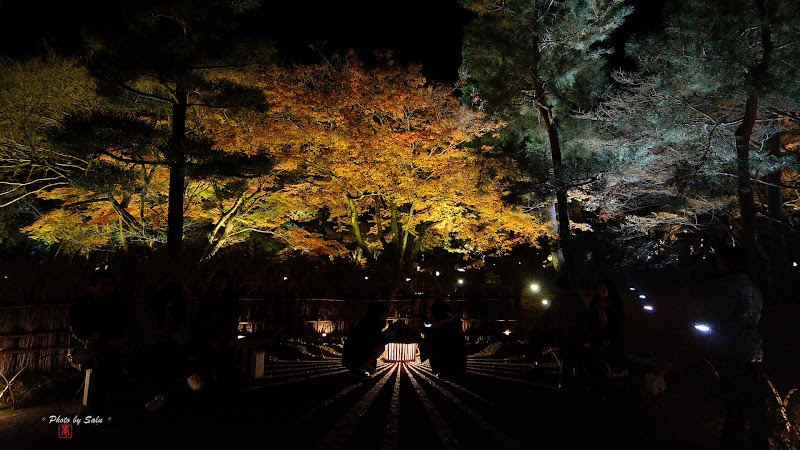 京都寶嚴院夜楓