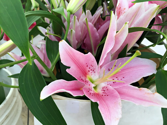 Gladiolus, Star Gazer at the Renton Farmer's Market.