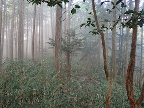 平坦な尾根に