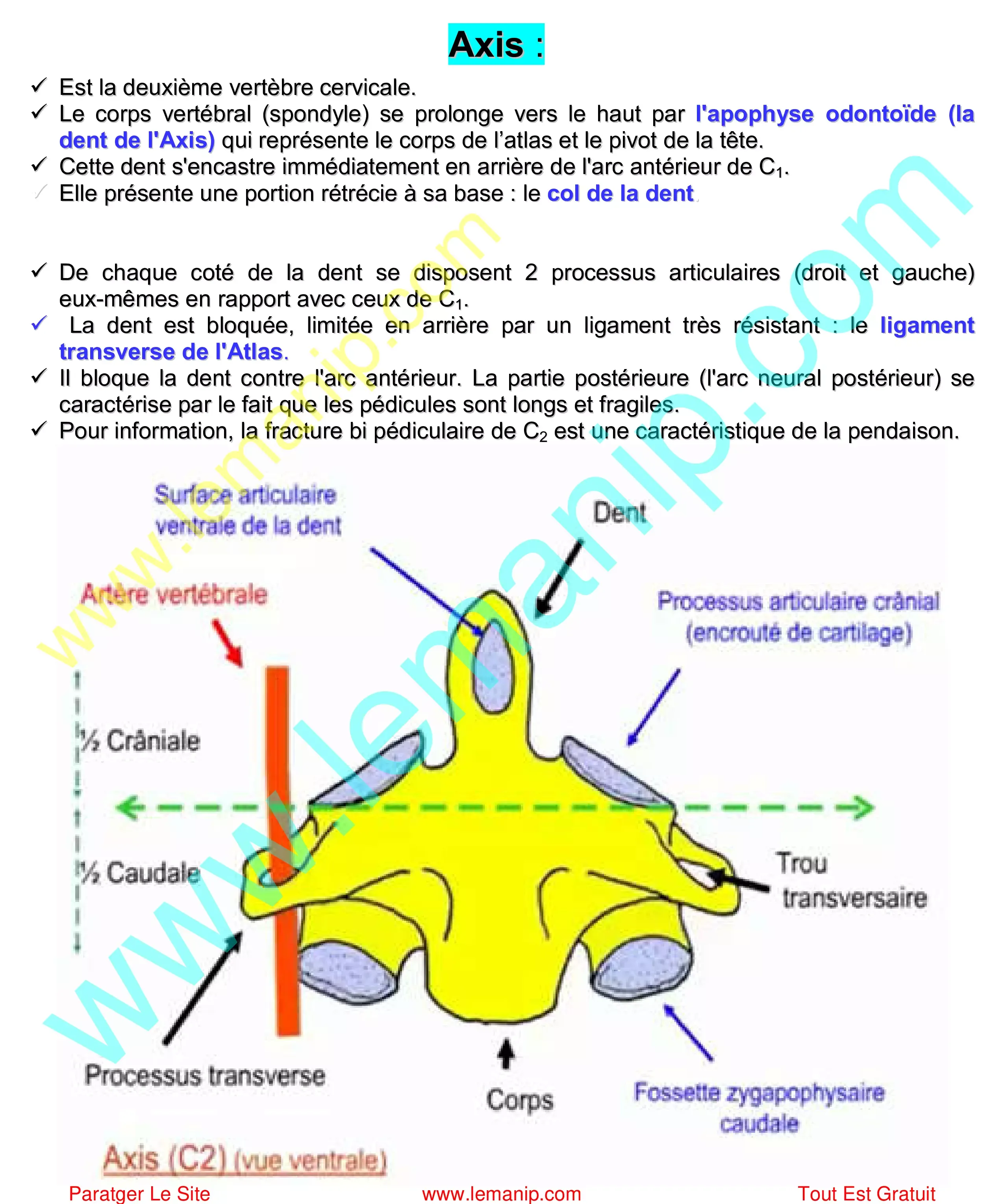 Axis : Vertebres C2 rachis cervical