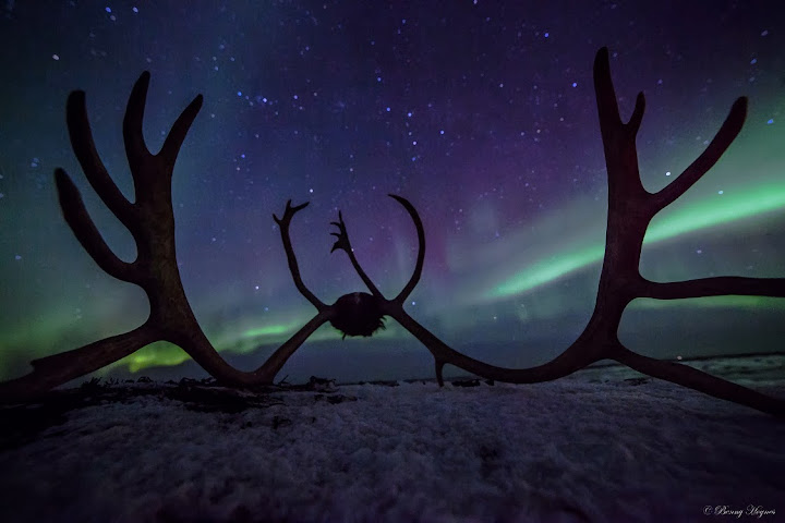 Reindeer antlers, Feb 20. 2014 at Skogvoll, Andøya island, Norway.