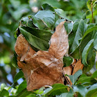 Weaver Ant / Green Ant ( Nest )