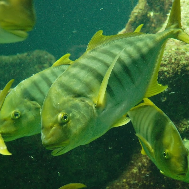 Aquarium_34.jpg