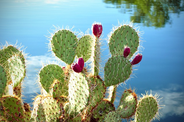  Cactus plant: 12 Things To Know About Cactus Plant.