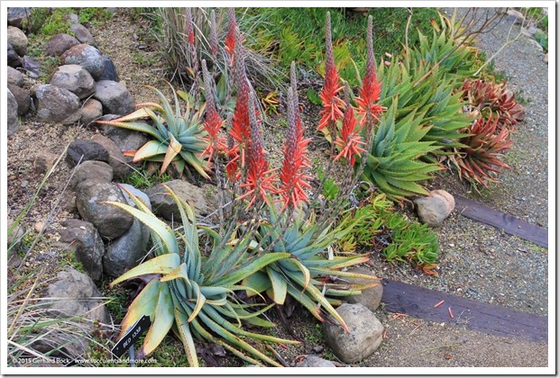 121228_UCBotGarden_Aloe-suprafoliata_07