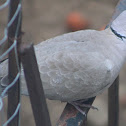 Eurasian Collared Dove