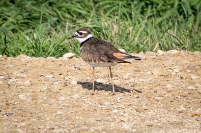 Kildeer P1020503