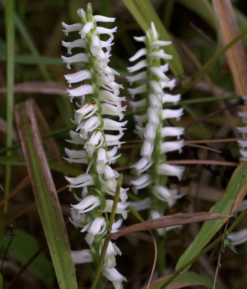 Скрученник душистый (Spiranthes odorata)